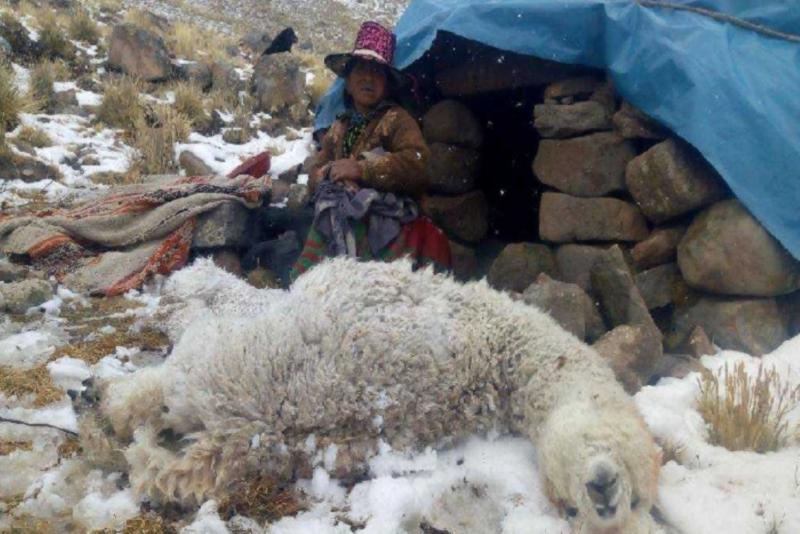 Pasco: heladas causan muerte de 30 ovinos y 20 alpacas en distrito de Tinyahuarco