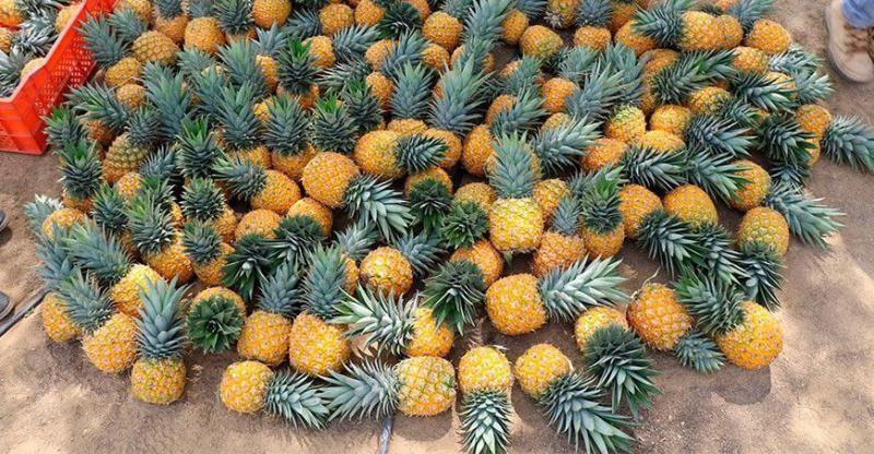 Pasco: Impulsan cultivo de Piña en Oxapampa