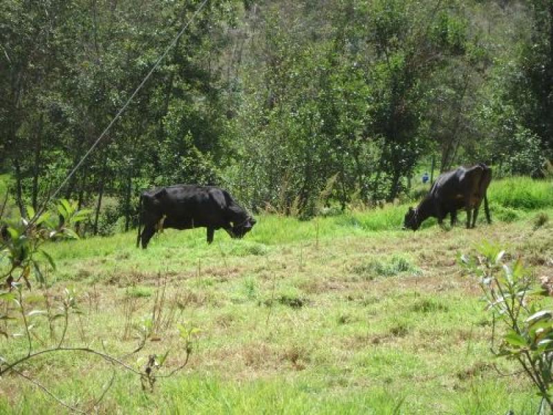Pastos cultivados por Minagri duplican producción lechera en Áncash