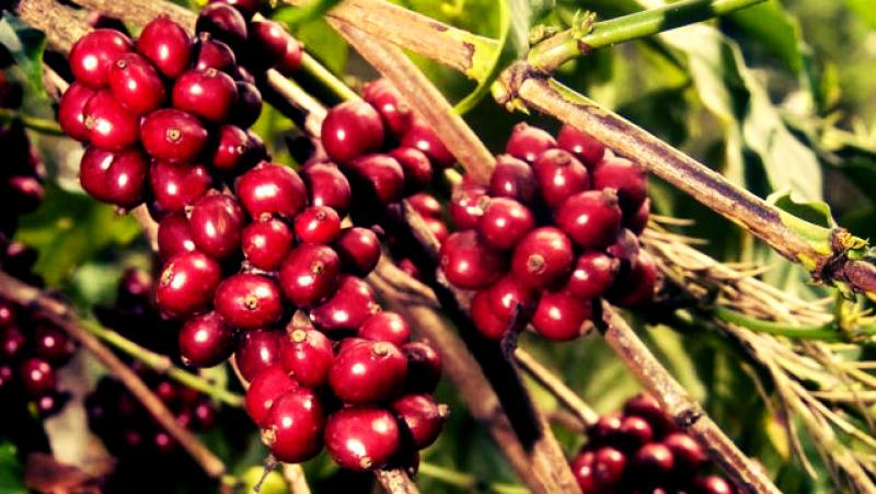 Peligra exportación de café orgánico de Perú a Europa