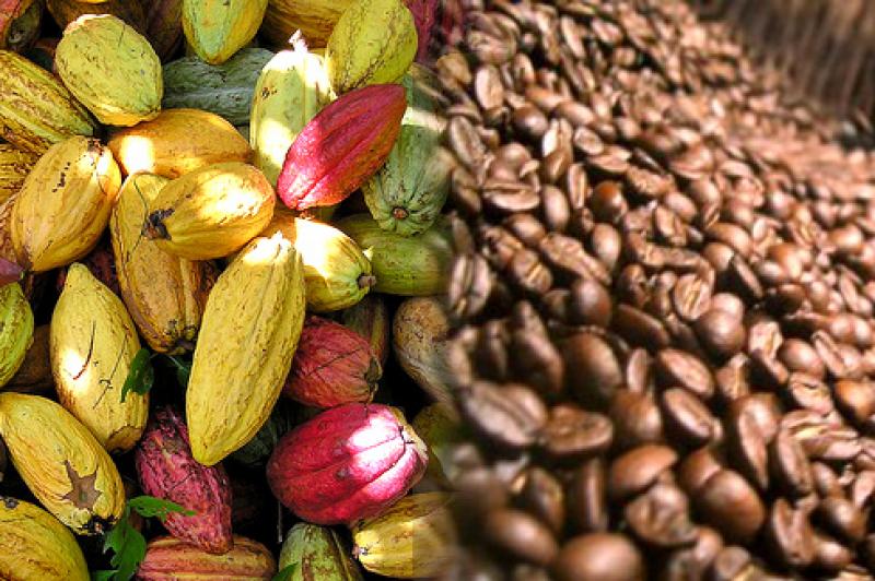 Pequeños productores de café y cacao pueden lograr mayores