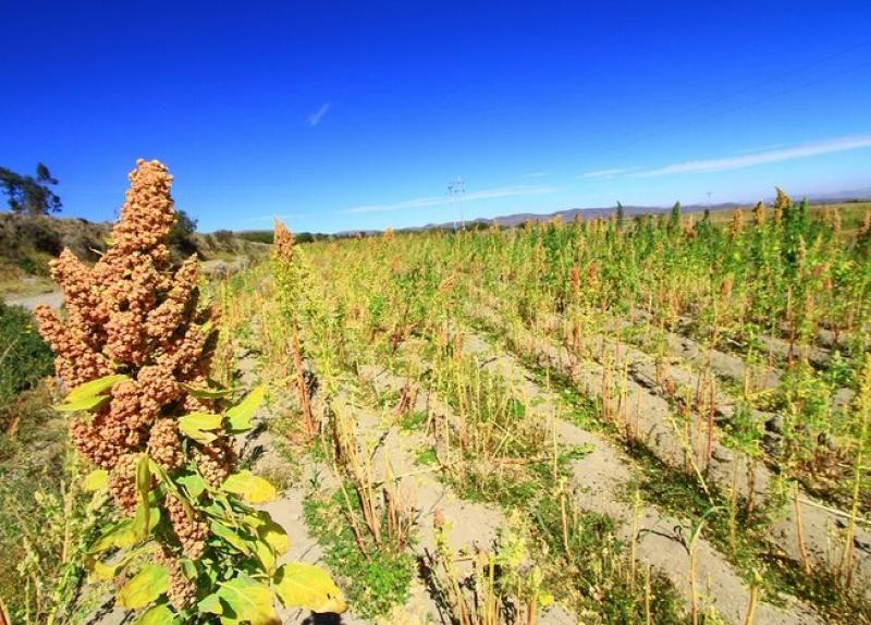 Pequeños productores de Cruz Azul logran mejorar productividad y calidad de la quinua “Altiplano”