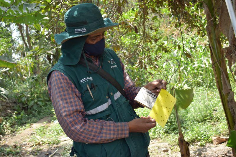 Pequeños productores del Valle de Jequetepeque se suman a las acciones por la erradicación de las moscas de la fruta