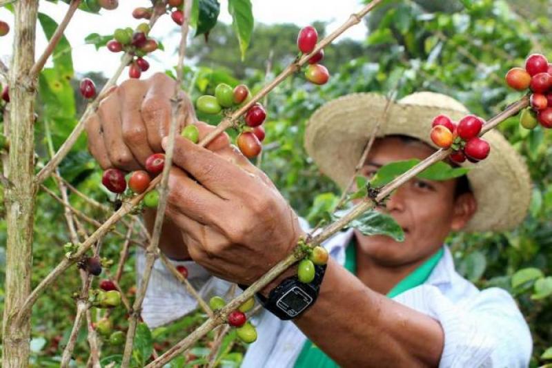 Pérdidas de productores de café sumarían S/ 1.000 millones este año