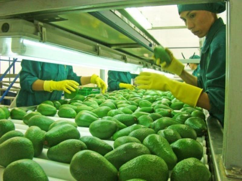 PERÚ  EXPORTARÍA 132 MIL TM DE PALTA EN 2014 