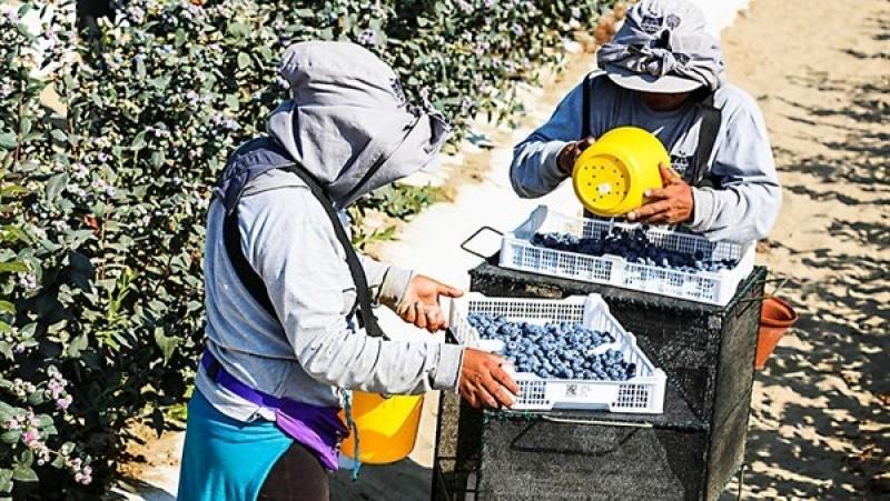 Perú acelera sus exportaciones de frutas y superaría a Chile en el 2028