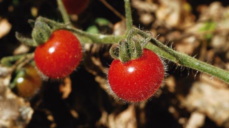 Perú alberga 14 de las 17 especies de tomate que existen en el mundo