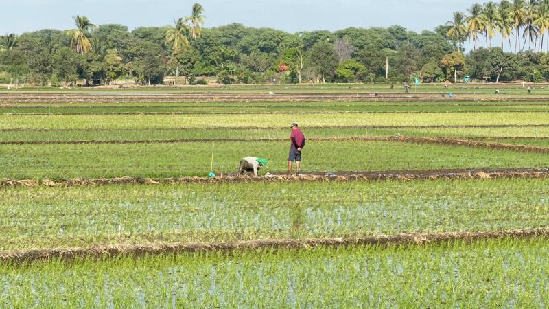 Perú: avanza proyecto impulsará una producción de arroz más sostenible y resiliente