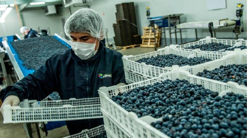 Perú busca ampliar sus exportaciones de arándanos hacia Asia y reducir dependencia de Estados Unidos