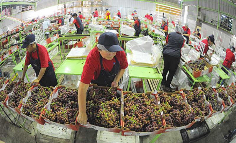 Perú cada vez tiene más uva de mesa tardía