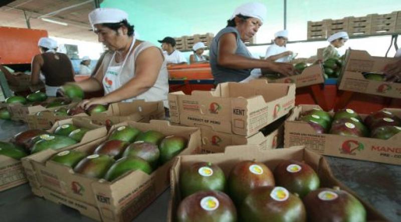 PERÚ: CAMPAÑA DE MANGO FRESCO CERRARÍA  CON 140.300 TONELADAS EXPORTADAS