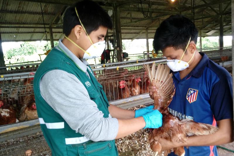 Perú cierra sus fronteras a exportaciones avícolas chilenas