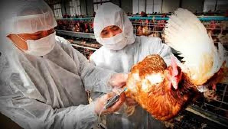 Perú contará con zonas libres de enfermedad aviar de Newcastle