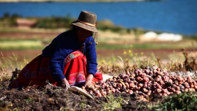 Perú cuenta con 17 variedades protegidas de papa