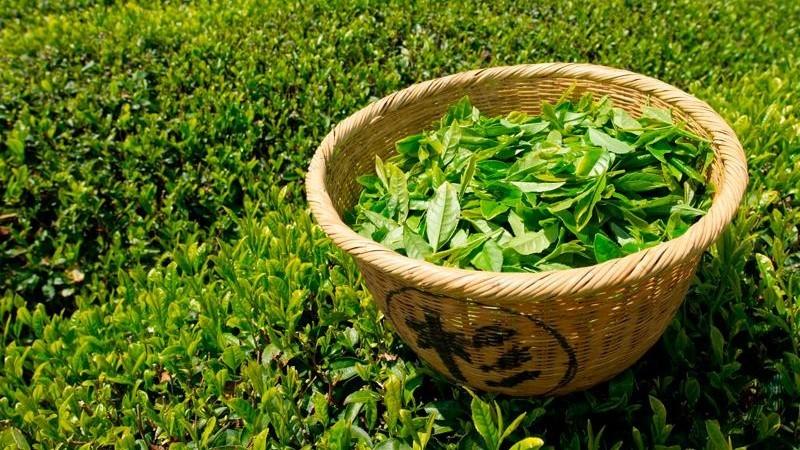 Perú cuenta con 2.080 hectáreas de té