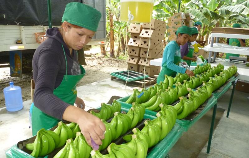 Perú cuenta con ventajas climáticas que le permiten desarrollar una gran industria de banano orgánico