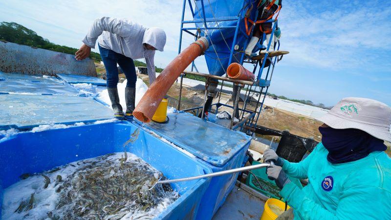 Perú declara ante la OMSA su condición como país libre de cuatro enfermedades en la especie langostino blanco