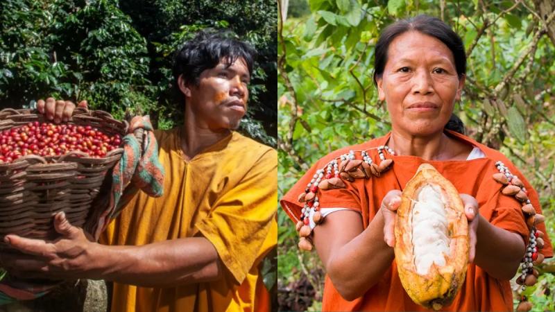 Perú desaprovecha coyuntura de precios históricos en café y cacao por falta de tecnología