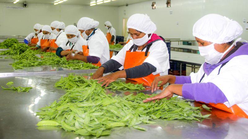 Perú despachó 953 toneladas de arveja por US$ 3.6 millones en mayo de 2024, mostrando un aumento de 124.5% en volumen y 139.2% en valor