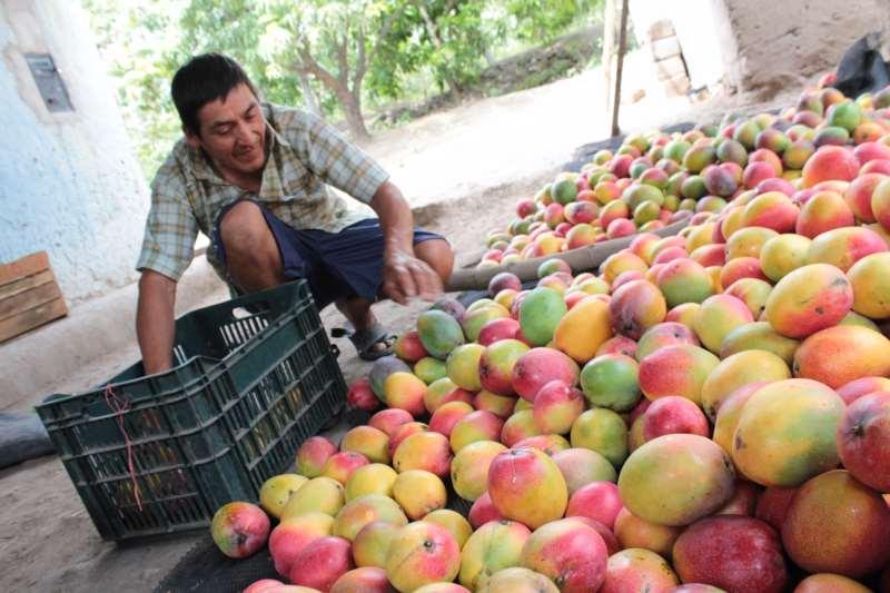 Perú desplaza a Brasil y se convierte en el cuarto proveedor mundial de mango