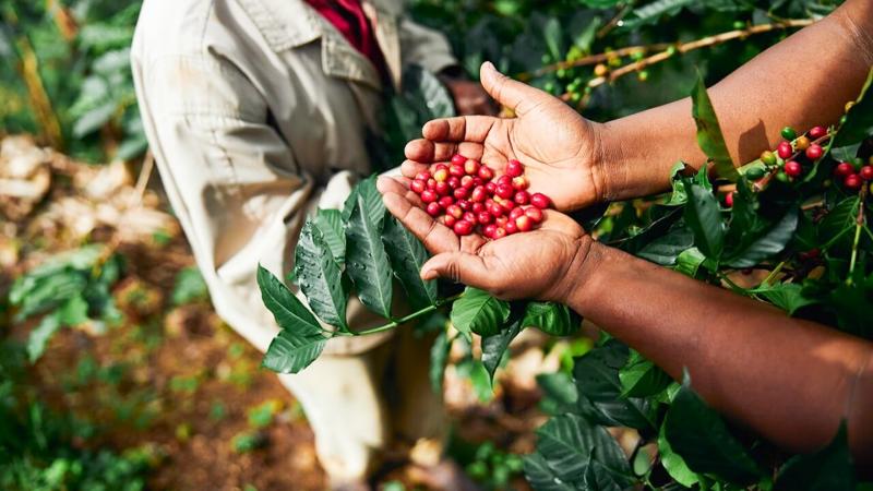 Perú: Dos millones de  personas están vinculadas a la cadena de valor del café