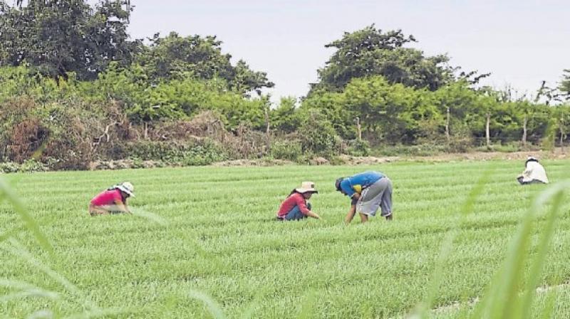 Perú elevó sobretasa para importación de arroz y activó preocupación en Uruguay