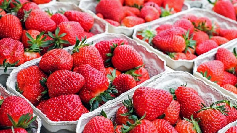 Perú en el décimo sexto lugar entre los proveedores de fresa a nivel mundial en 2025