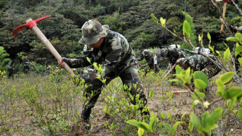 Perú erradicó 25.526 hectáreas de coca ilegal