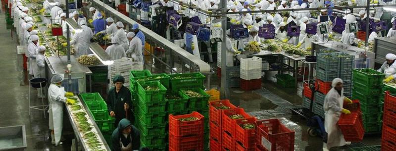 “Perú es el cuarto proveedor de frutas y hortalizas a los Países Bajos”