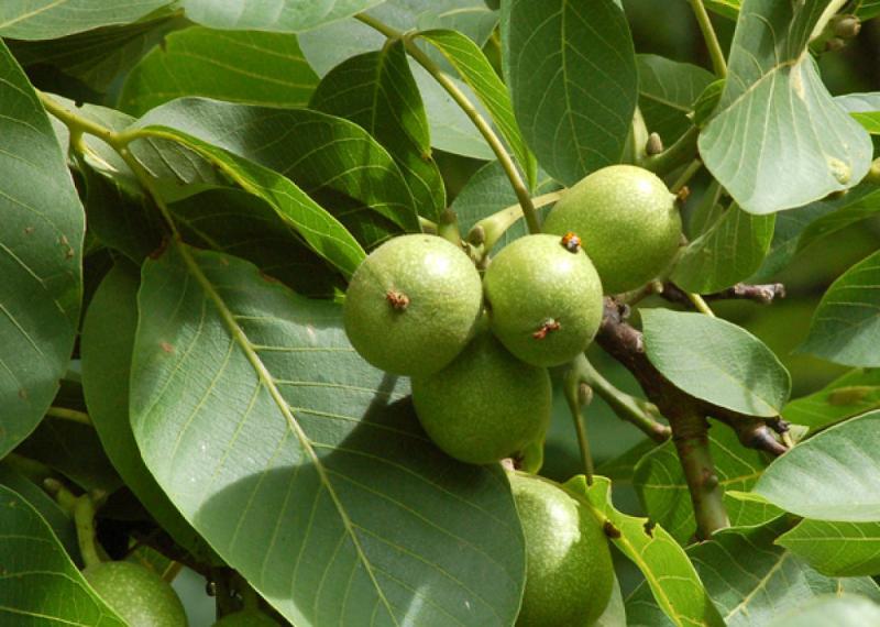 Perú es el principal destino para la exportación de plantas chilenas