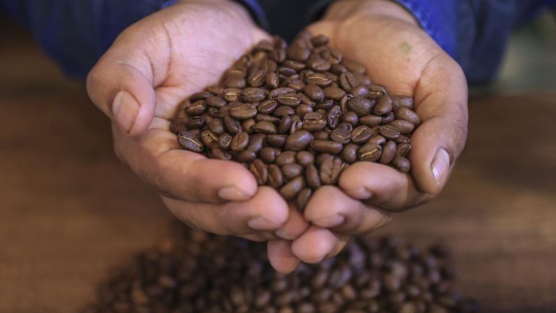 Perú es reconocido como primer productor mundial de café orgánico