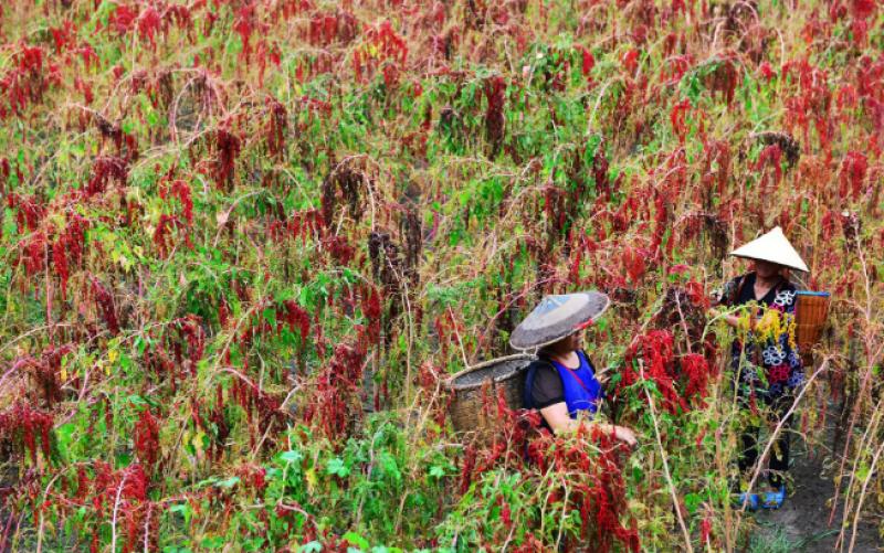 Perú está próximo a exportar quinua a China, pero el gigante asiático tiene sus propios planes con el cultivo