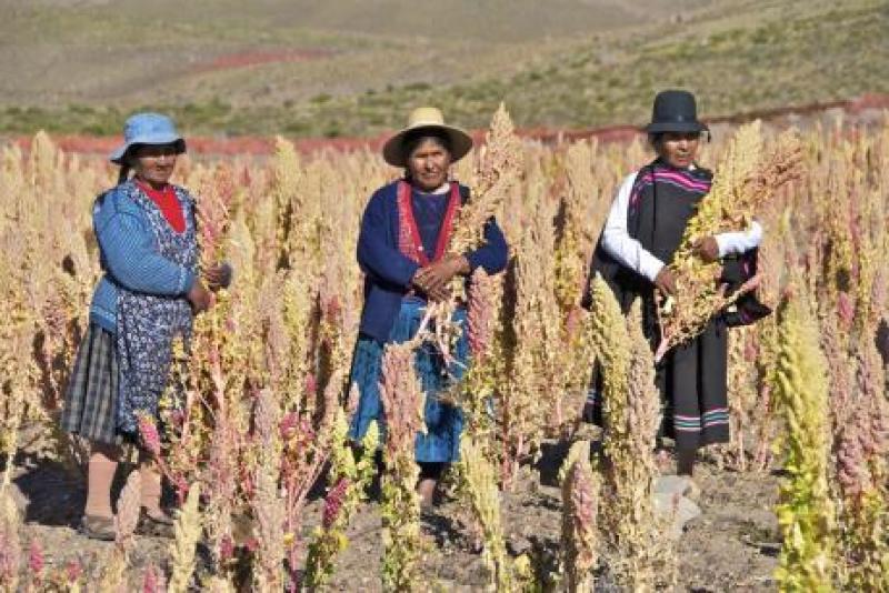 PERÚ: ESTE AÑO HABRÁN 7 MIL HAS MÁS DE QUINUA