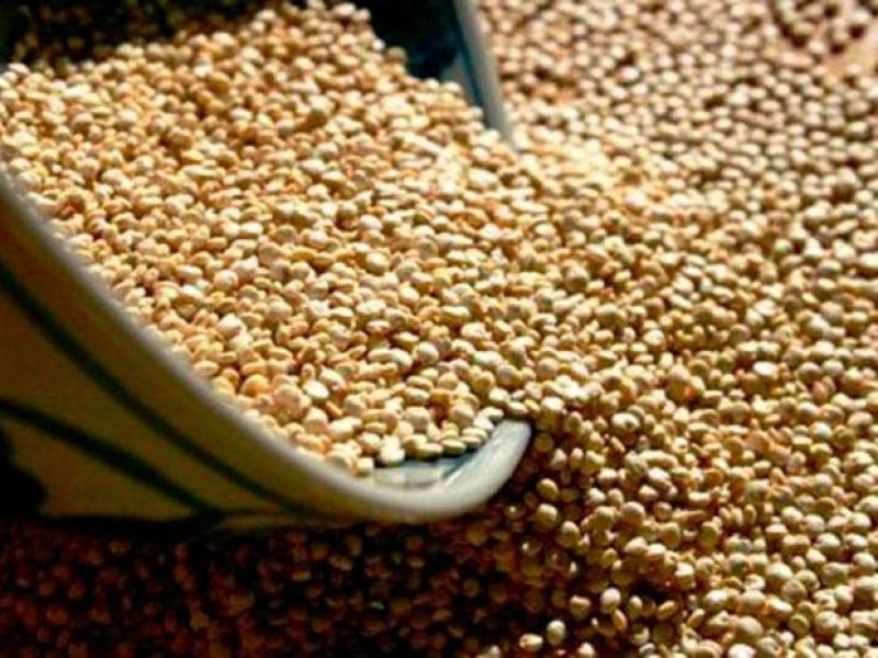 Perú exporta más de US$ 83 millones en quinua