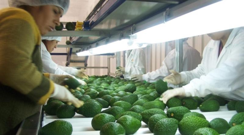 PERÚ EXPORTARÍA  140 MIL TONELADAS DE PALTA HASS ESTE AÑO