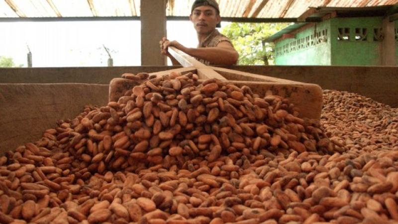 PERÚ EXPORTARÍA 100 MIL TONELADAS DE CACAO EN GRANO