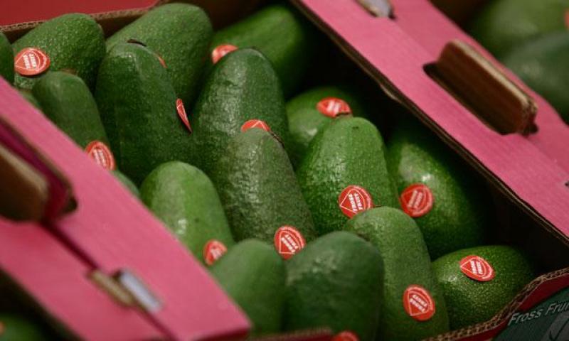 PERÚ EXPORTARÍA 110 MIL TONELADAS DE PALTA ESTE AÑO