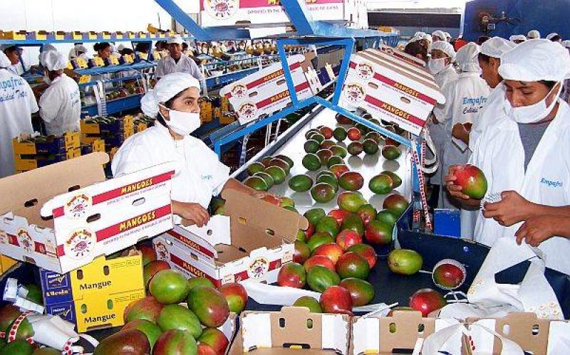 PERÚ EXPORTARÍA 140 MIL TONELADAS DE MANGO ESTA CAMPAÑA