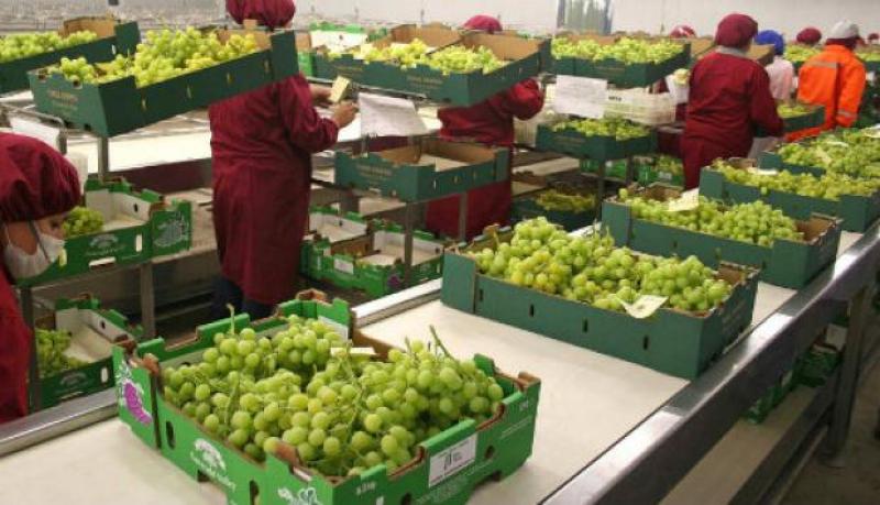 Perú exportaría entre 43 millones y 45 millones de cajas de uva de mesa en la campaña 2018/2019
