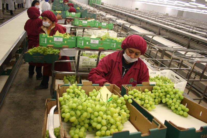 Perú exportaría uvas por US$ 1.000 millones este año