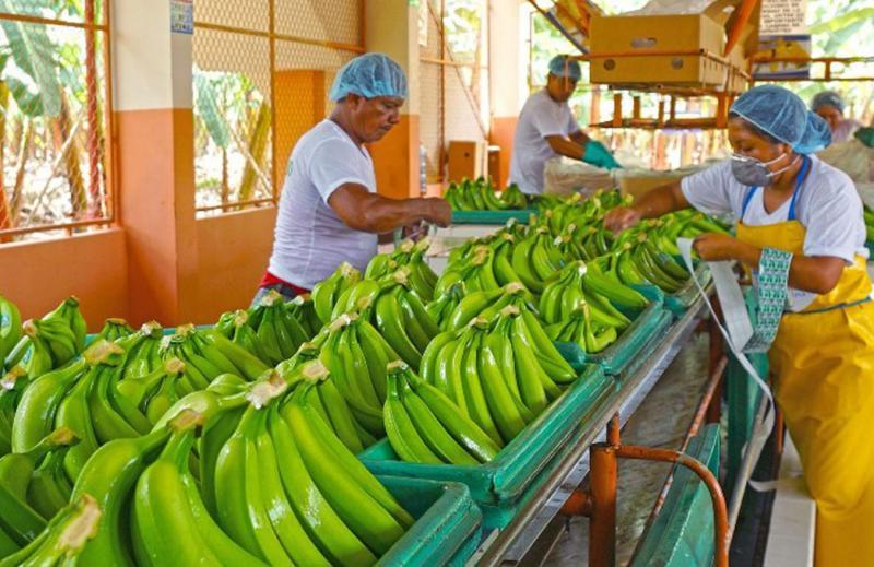 Perú exportó 107.114 toneladas de banano fresco en lo que va del año