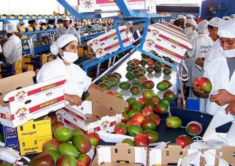 PERÚ EXPORTÓ 118.426 TONELADAS DE MANGO