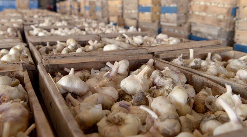 Perú exportó 3.024 toneladas de ajo en octubre de este año