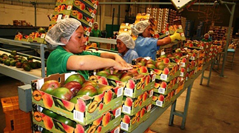 Perú exportó 3.135 toneladas en mango en agosto de este año