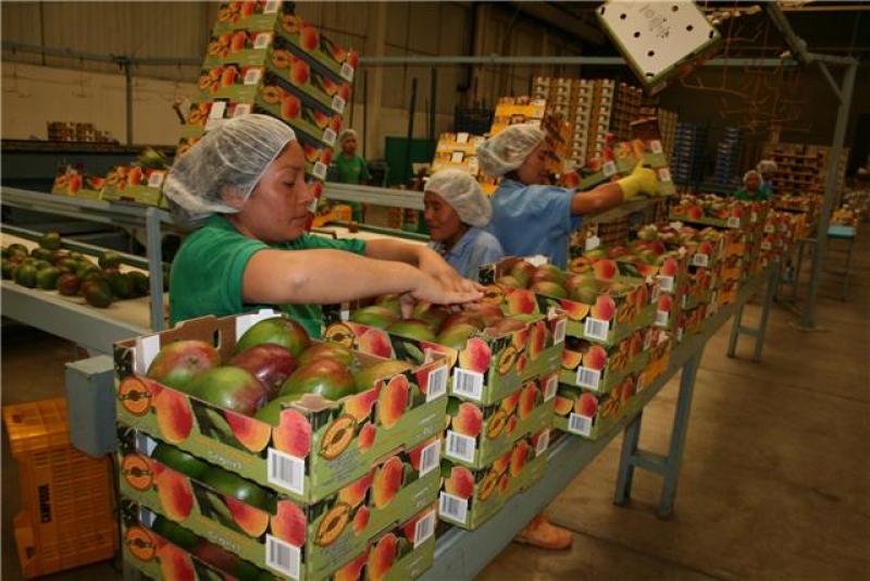 PERÚ EXPORTÓ 3.220 TONELADAS DE MANGO EN LA PRIMERA SEMANA DE LA CAMPAÑA