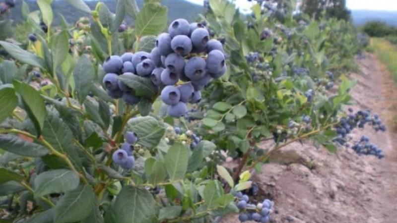 Perú exportó 380.264.965 kilos de arándanos frescos en la campaña 2025/2026