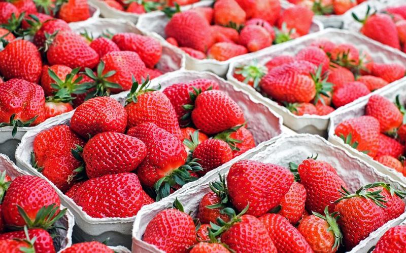 Perú exportó 4.945 toneladas de fresas en noviembre de este año