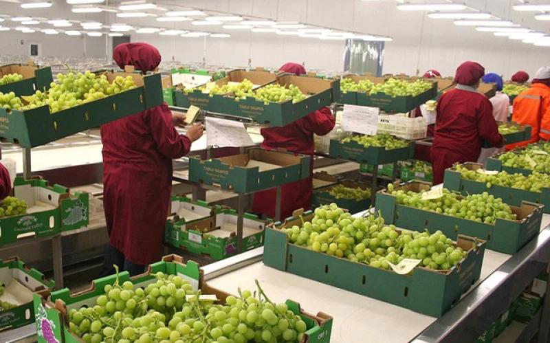 PERÚ EXPORTÓ 543 MIL TONELADAS DE FRUTAS FRESCAS DURANTE PRIMER SEMESTRE