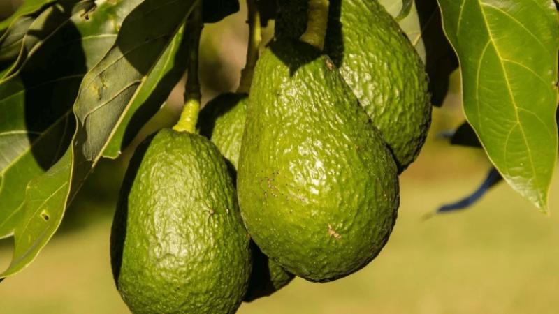 Perú exportó 636.500 toneladas de palta por US$ 1.024 millones al cierre de septiembre