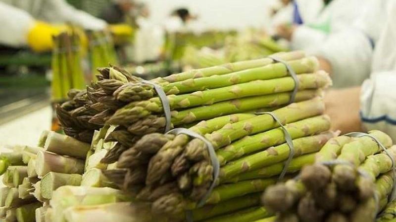Perú exportó 72.962 toneladas de espárragos por US$ 256 millones entre enero y julio de 2025, mostrando un aumento de 20% en volumen y 1% en valor